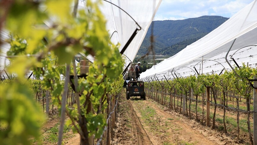 Manisalı üreticiler üzüm bağlarını “dolu tülü” ile koruyor