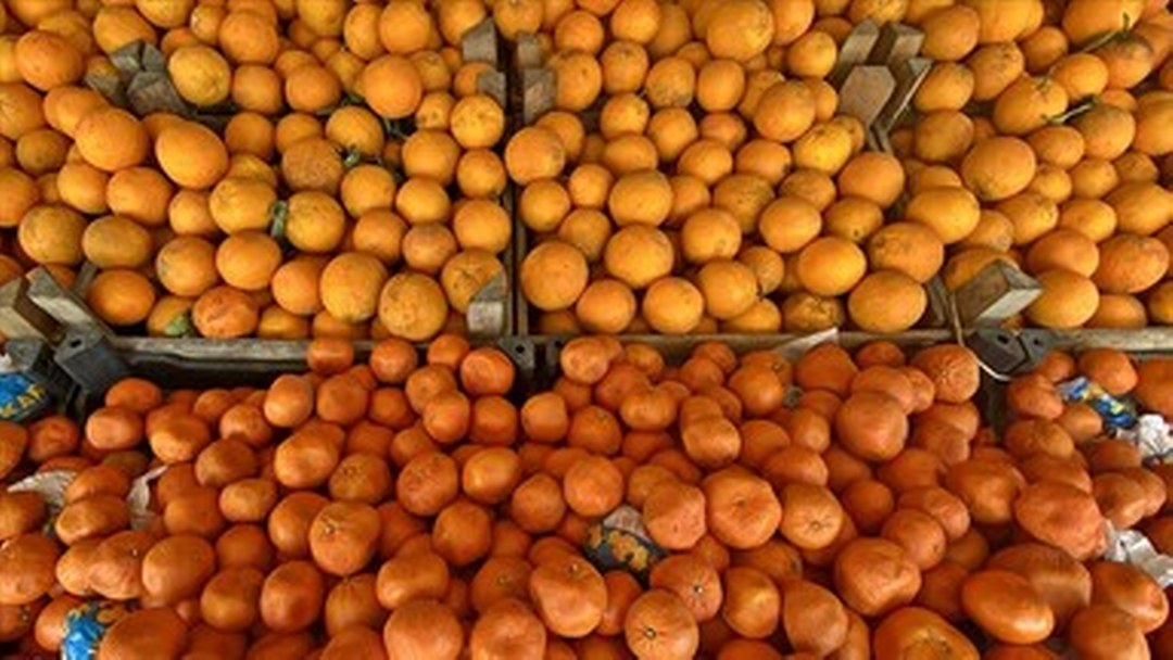 Turunçgil ihracatı yılın ilk çeyreğinde 697,7 milyon dolara ulaştı