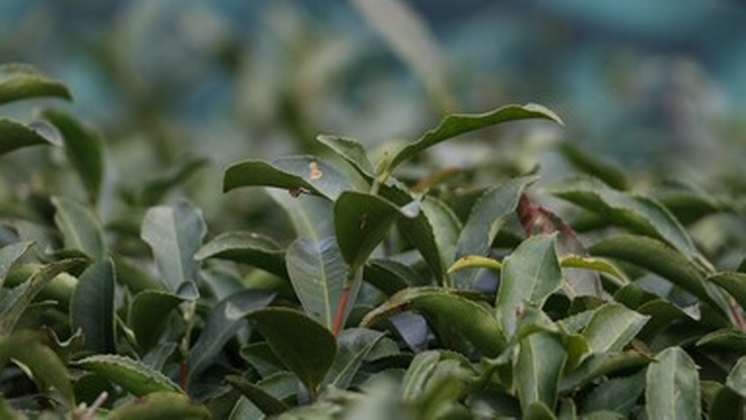 Türk çayı ihracatı yılın ilk çeyreğinde 34,8 milyon doları aştı