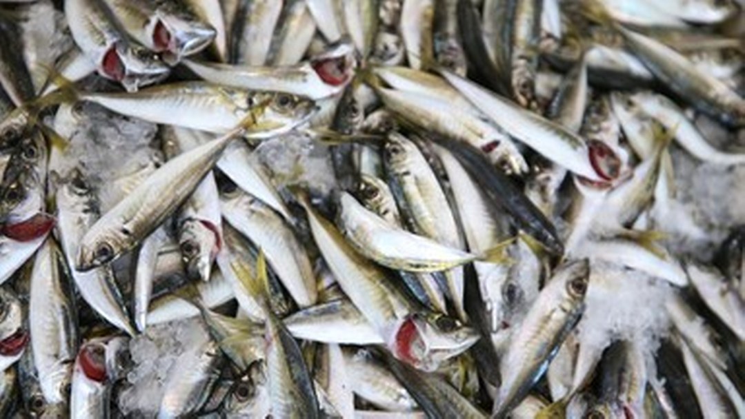 Palamudun üzdüğü Karadenizli balıkçıları hamsi mutlu etti