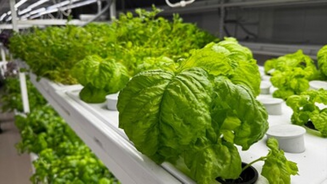 İstanbul Kapalı Dikey Tarım Uygulama Merkezi, megakentliler için çilek üretimine hazırlanıyor