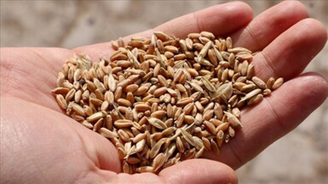 İklim değişikliğine karşı tarımda yerli ve ata tohumlar öne çıkıyor