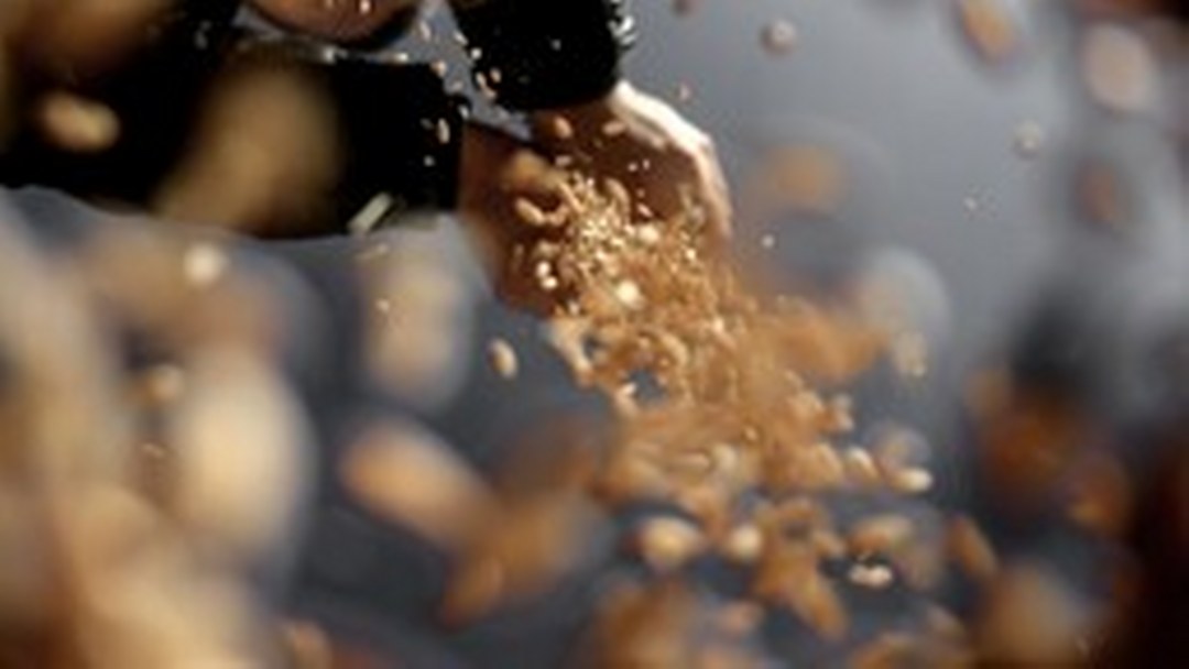 Türkiye’nin sertifikalı tohum üretimi son 10 yılda yüzde 50,7 arttı