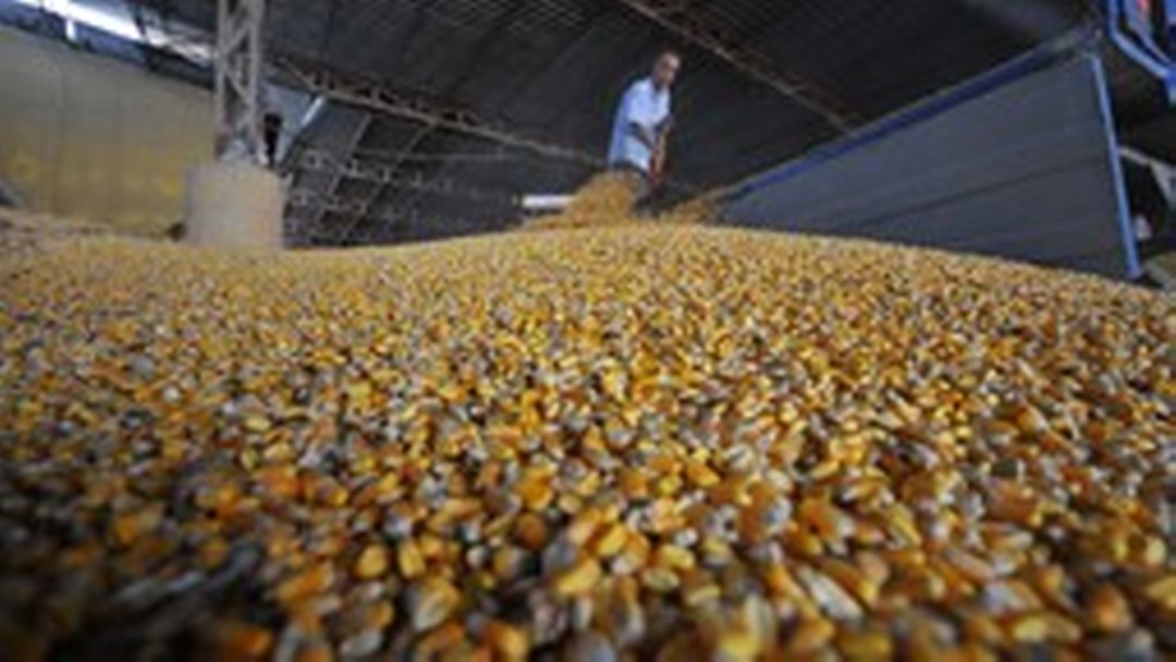 Mısır ithalatında arz güvenliği ve fiyat istikrarı için tarife kontenjanı açıldı