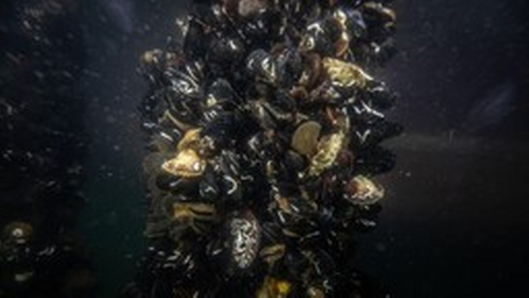 Marmara Denizi’ndeki midye çiftliklerinde pinalar için umut veren keşif