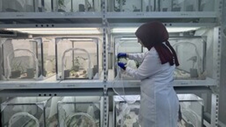 Kahverengi kokarcayla mücadele kapsamında 40 ilde doğaya 1 milyon 650 bin samuray arısı salınacak