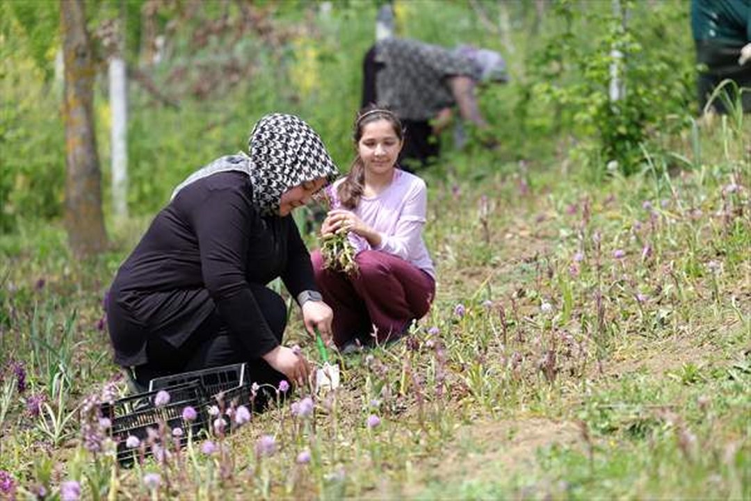 Doğa yürüyüşünde öğrendiği salep orkidesinin üretimine başladı