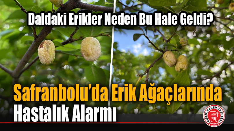 Daldaki Erikler Neden Bu Hale Geldi?