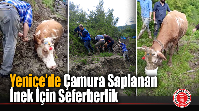 Yenice’de Çamura Saplanan İnek İçin Seferberlik