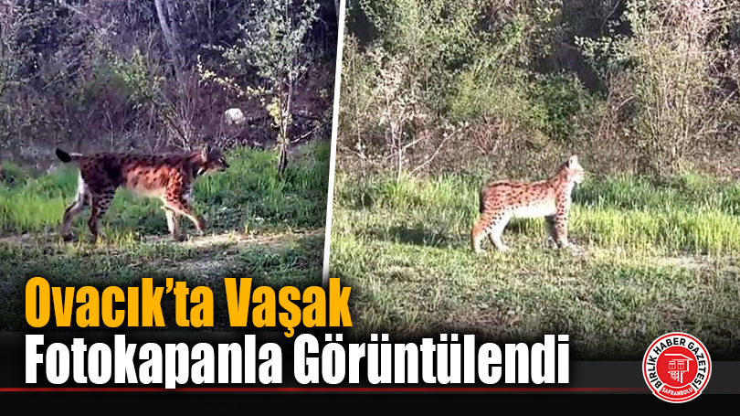 Ovacık’ta Vaşak Fotokapanla Görüntülendi