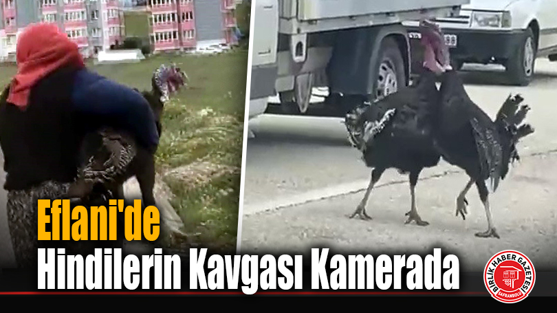 Eflani’de Hindilerin Kavgası Kamerada