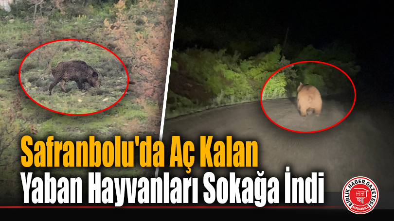 Safranbolu’da Aç Kalan Yaban Hayvanları Sokağa İndi