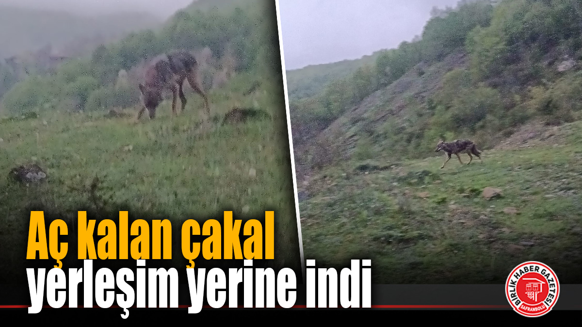 Aç kalan çakal yerleşim yerine indi