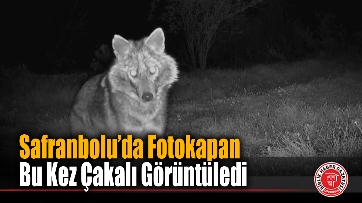 Safranbolu’da Fotokapan Bu Kez Çakalı Görüntüledi