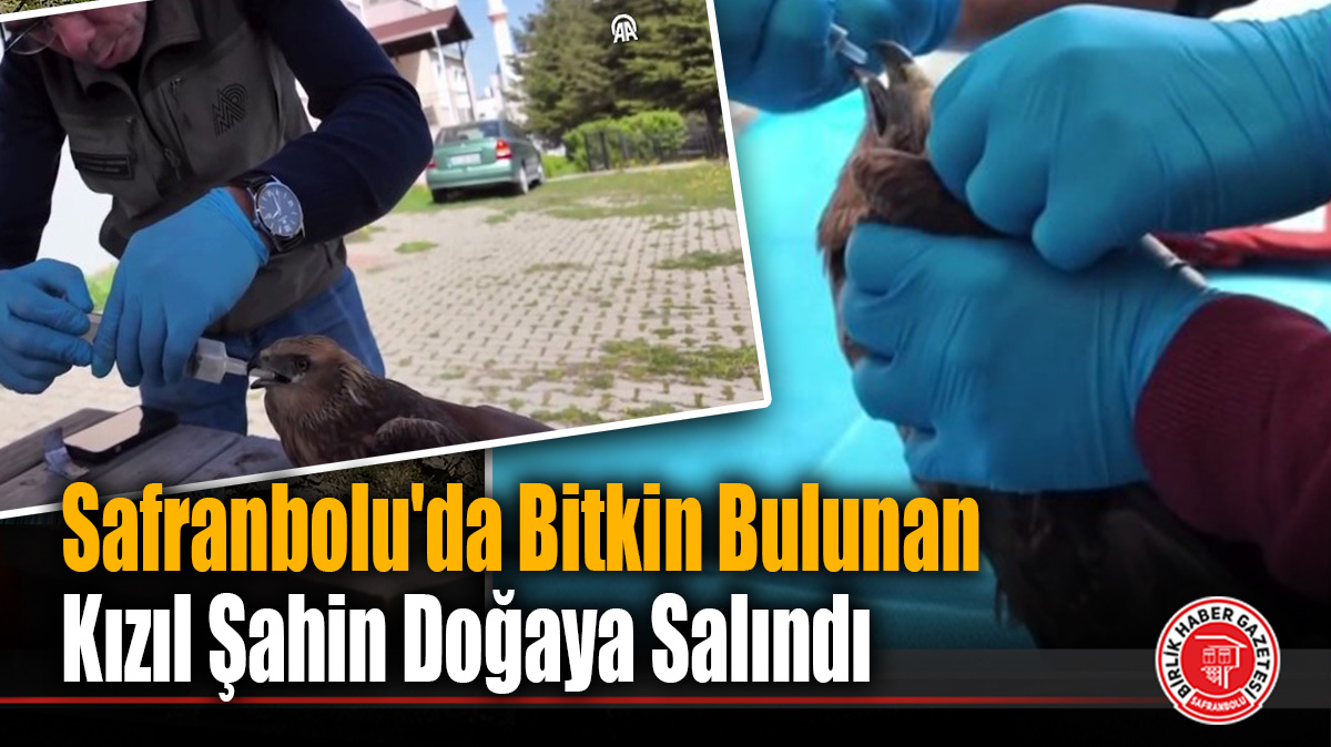 Safranbolu’da Bitkin Bulunan Kızıl Şahin Doğaya Salındı