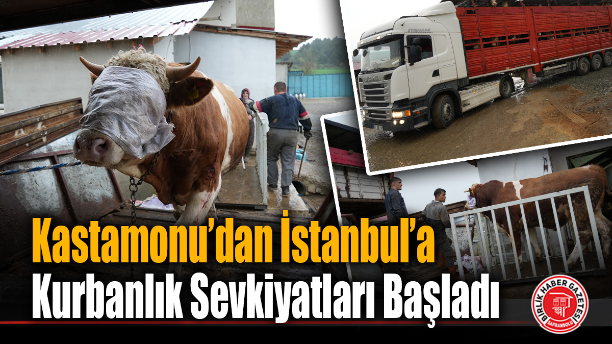 Kastamonu’dan İstanbul’a Kurbanlık Sevkiyatları Başladı