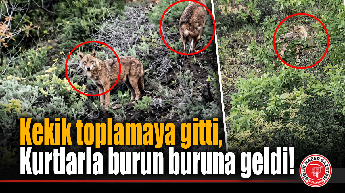 Kekik toplamaya gitti, kurtlarla burun buruna geldi!