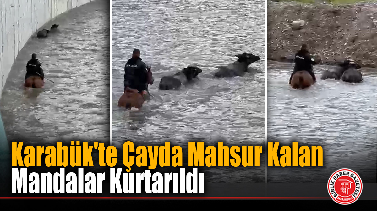 Karabük’te Çayda Mahsur Kalan Mandalar Kurtarıldı