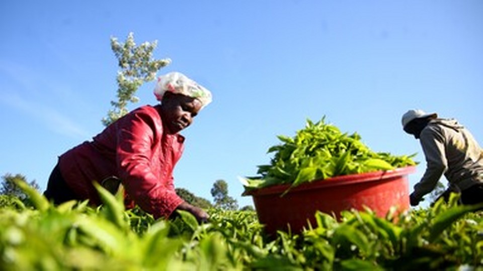 Afrika’nın geleneksel çay kültürü ekonomik değer kazanıyor