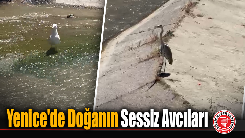 Yenice’de Doğanın Sessiz Avcıları