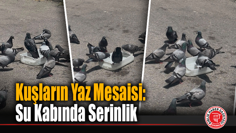 Yaz Sıcağında Güvercinlerin Serinlik Durağı