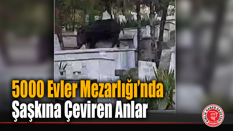 5000 Evler Mezarlığı’nda Şaşkına Çeviren Anlar