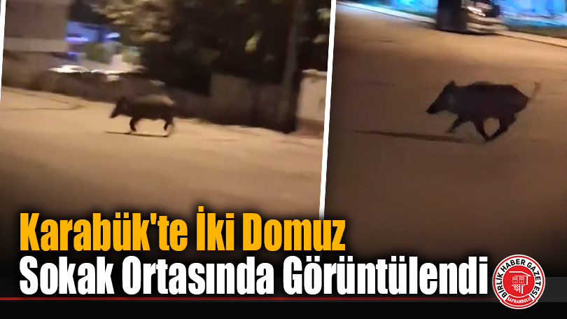 Karabük’te İki Domuz Sokak Ortasında Görüntülendi