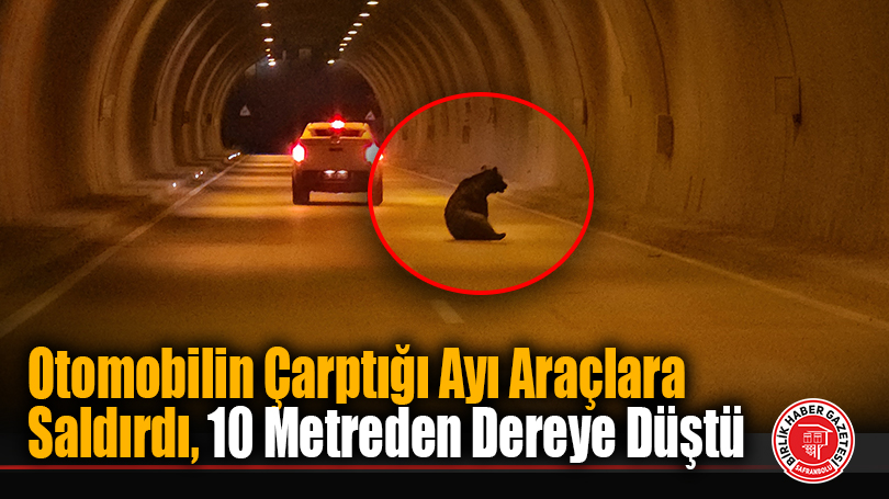 Otomobilin Çarptığı Ayı Araçlara Saldırdı, 10 Metreden Dereye Düştü