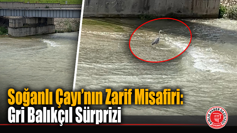 Soğanlı Çayı’nın Zarif Misafiri: Gri Balıkçıl Sürprizi