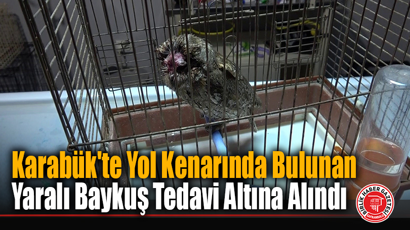 Karabük’te Yol Kenarında Bulunan Yaralı Baykuş Tedavi Altına Alındı