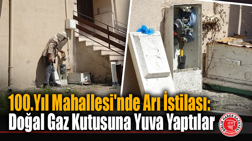100.Yıl Mahallesi’nde Arı İstilası: Doğal Gaz Kutusuna Yuva Yaptılar