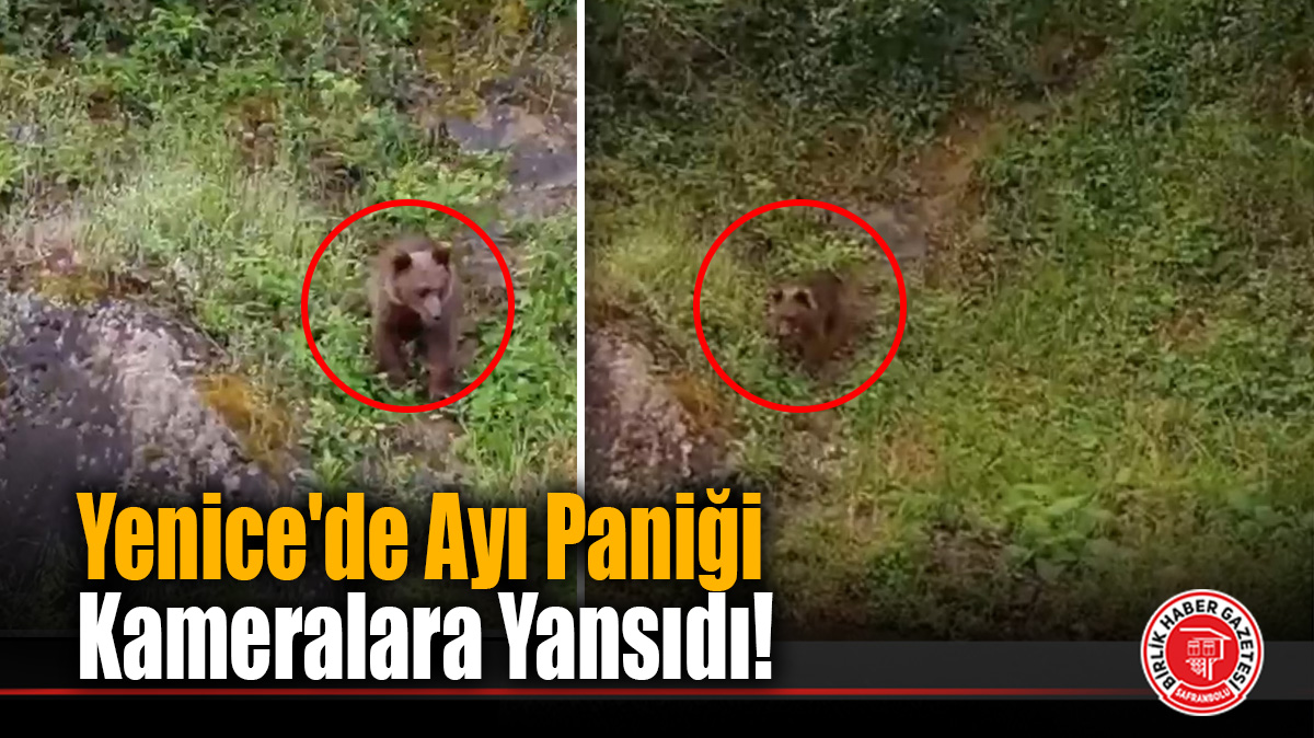 Yenice’de Ayı Paniği Kameralara Yansıdı!
