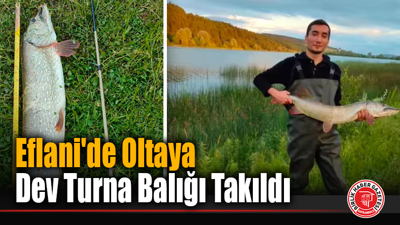 Eflani’de Oltaya Dev Turna Balığı Takıldı