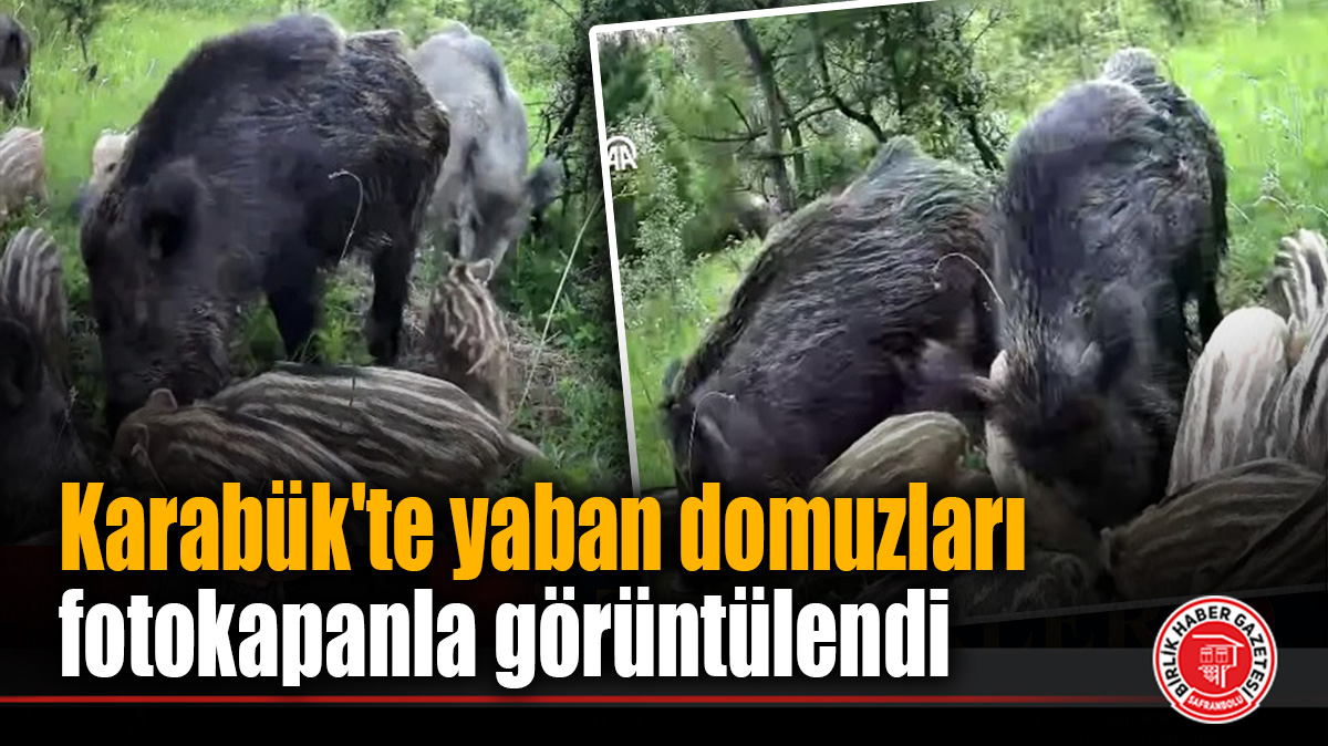 Karabük’te yaban domuzları fotokapanla görüntülendi