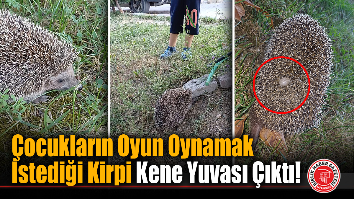 Safranbolu’da Görülen Kirpinin Sırtındaki Detay Korkuttu!