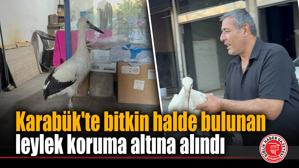 Karabük’te bitkin halde bulunan leylek koruma altına alındı