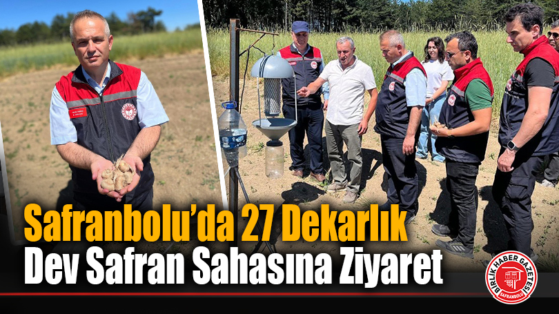 Safranbolu’da 27 Dekarlık Dev Safran Sahasına Ziyaret