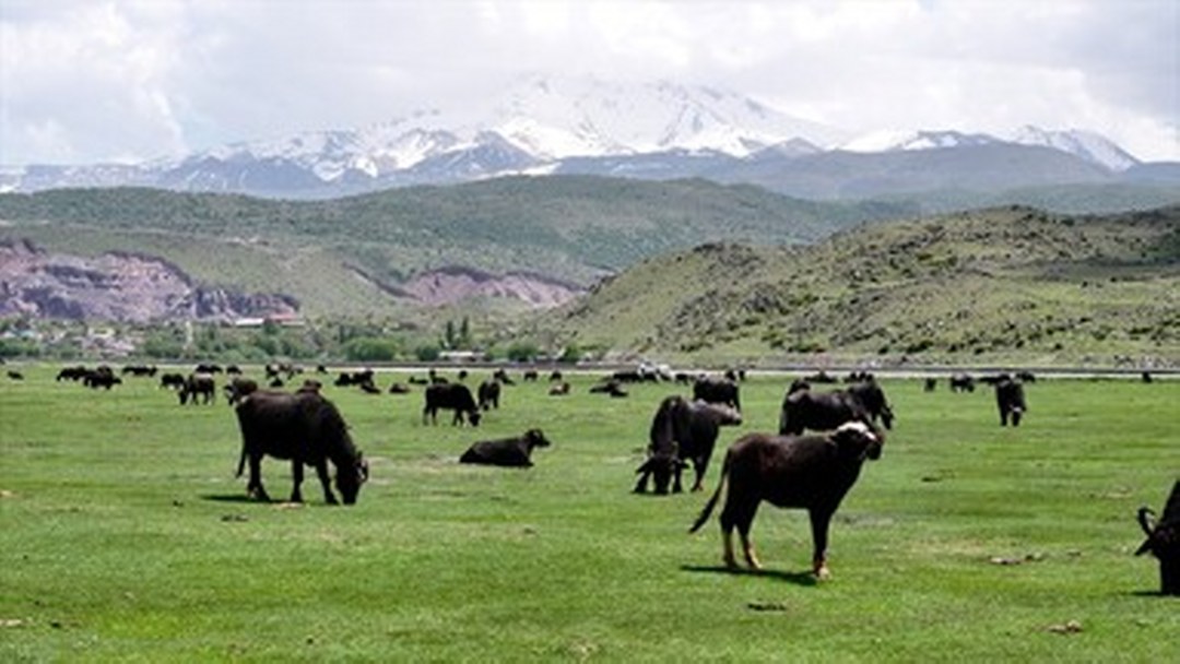 Erciyes’in meralarındaki manda sayısı devlet ve belediye destekleriyle arttı