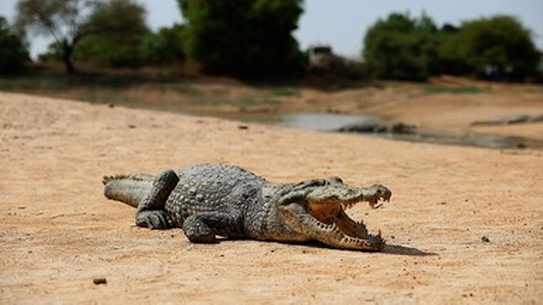 Burkina Faso’daki “timsahlı köy” ziyaretçilerin ilgisini çekiyor