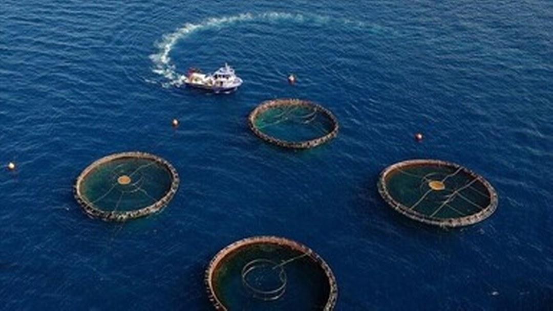 Doğu Karadeniz’in su ürünleri ihracatı 5 ayda 73,7 milyon doları aştı