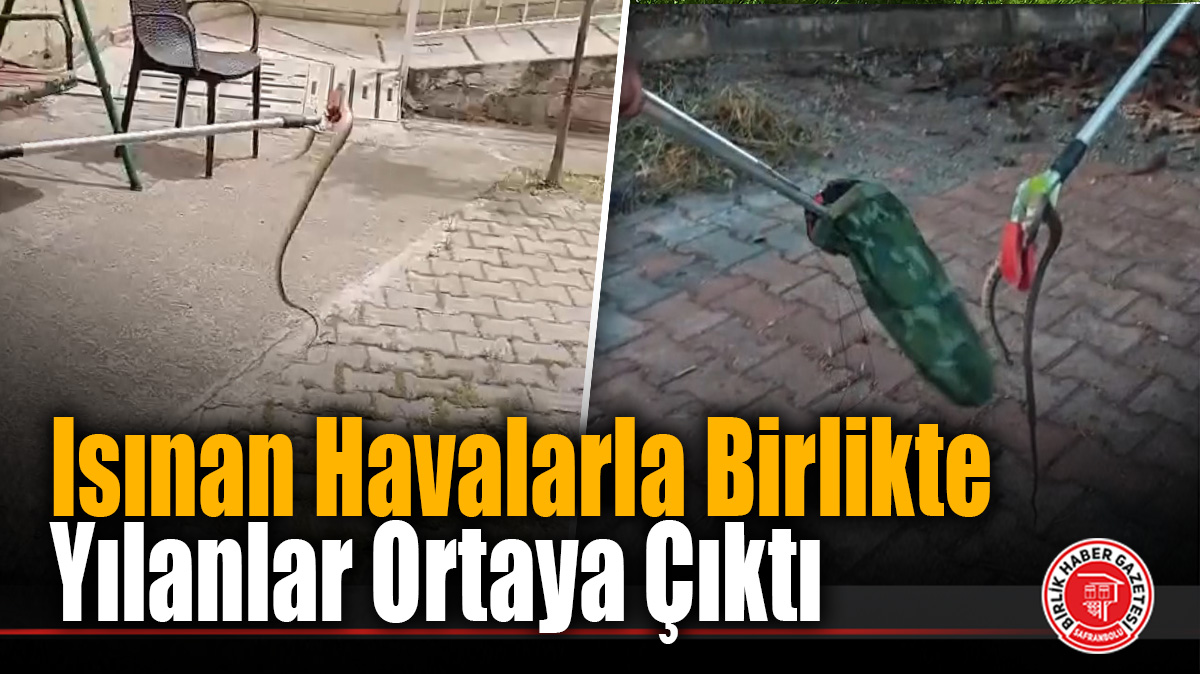 Isınan Havalarla Birlikte Yılanlar Ortaya Çıktı