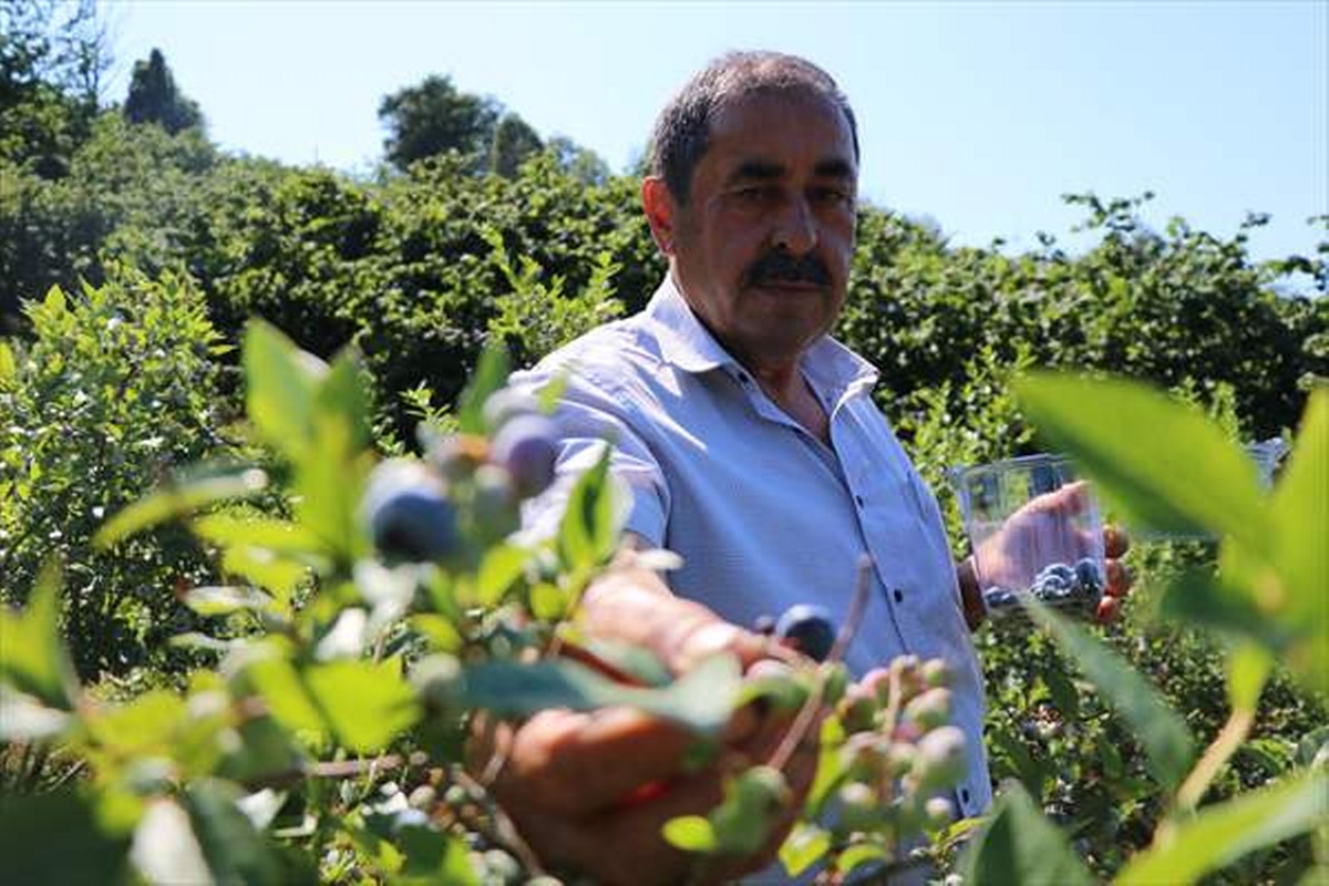 Emekli madenci tarım fuarında gördüğü yaban mersininin üreticisi oldu