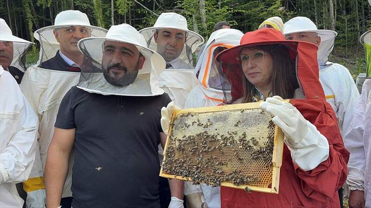 Bartın’da kestane balı hasadına başlandı