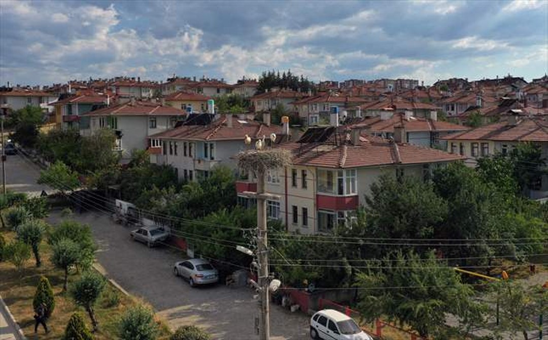 Kastamonu’da leylekler kent merkezini mesken tuttu