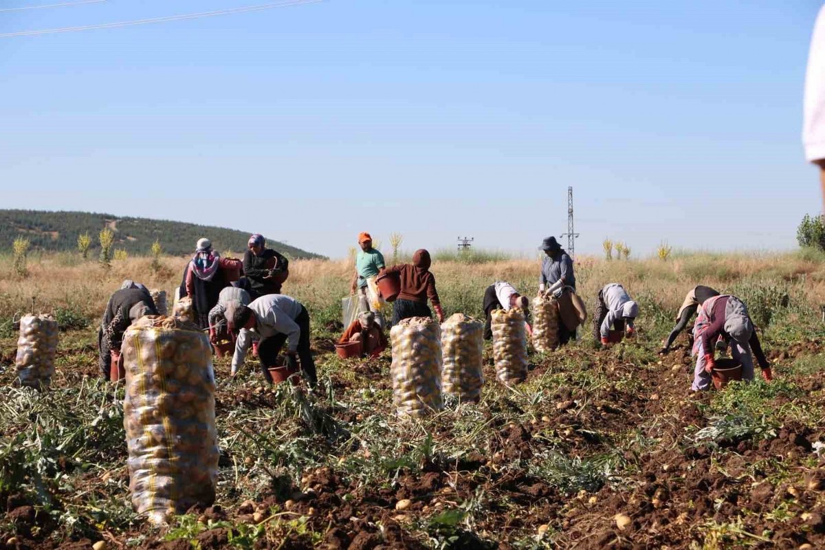Hasadı başlayan patates fiyatıyla üreticilerin yüzünü güldürdü
