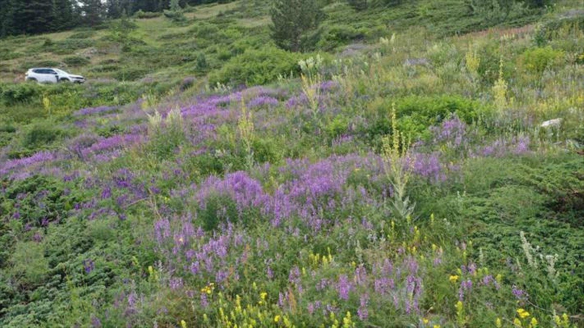 Ilgaz Dağı temmuzda ilkbaharı yaşıyor