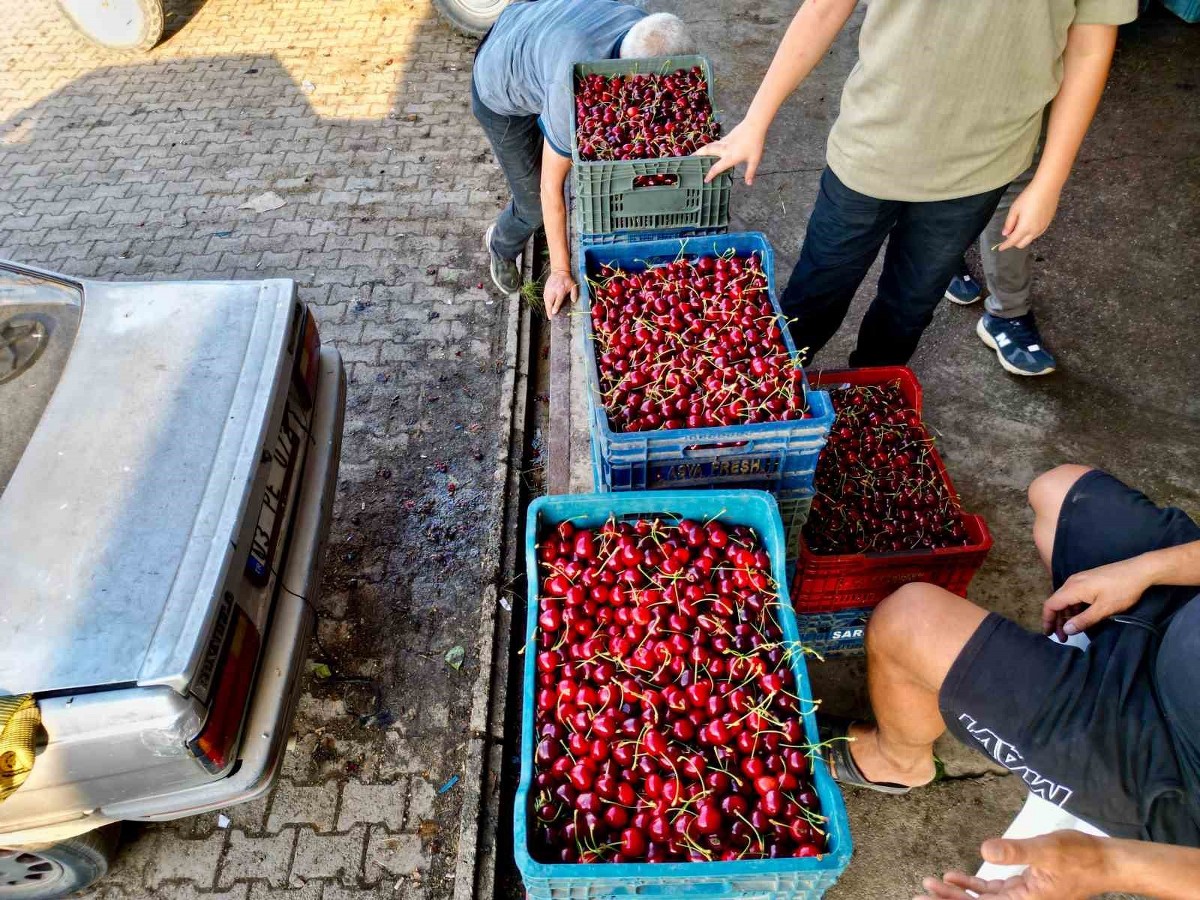 Dünya sofralarını süsleyen ’Napolyon’ kirazda bereket yaşanıyor