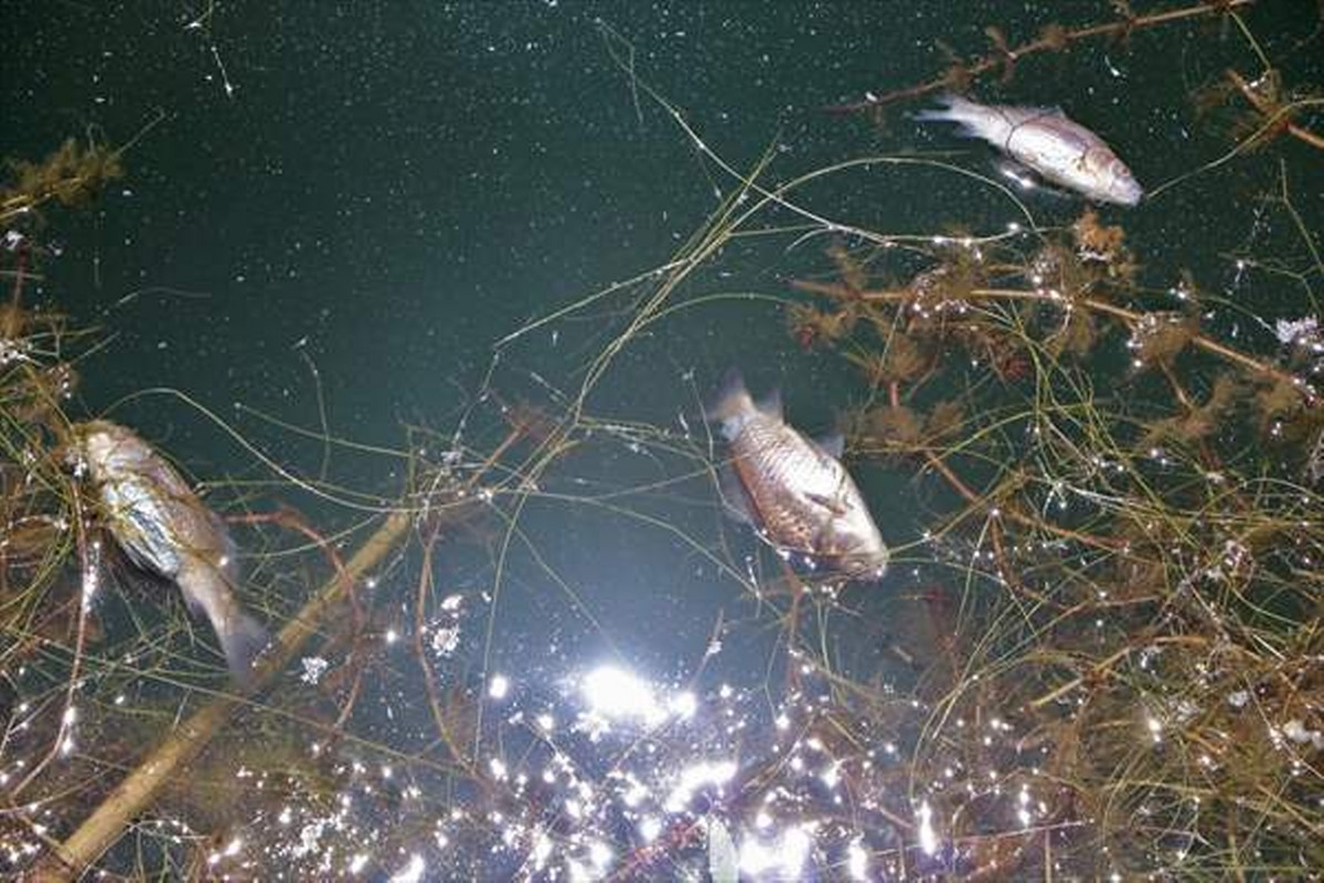 Gölcük Tabiat Parkı’ndaki balık ölümlerine ilişkin inceleme başlatıldı