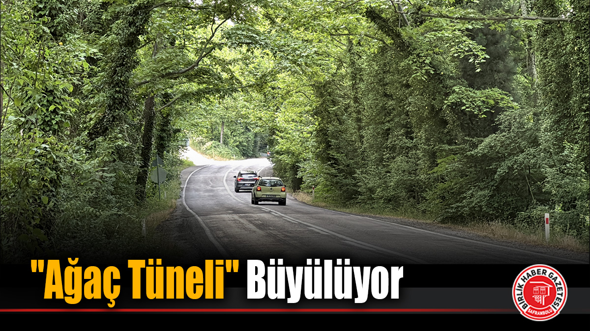 Safranbolu’nun “Ağaç Tüneli” Büyülüyor