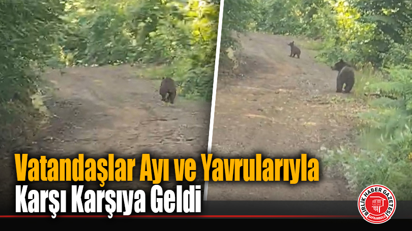 Vatandaşlar Ayı ve Yavrularıyla Karşı Karşıya Geldi